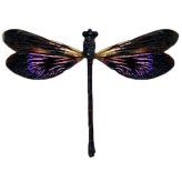 Indonesian Purple Damselfly Display