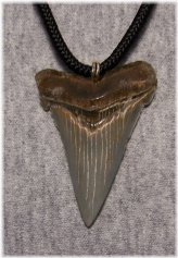 Ancient Megalodon Tooth Pendant