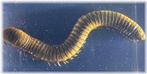 Lucite-Encased Real Millipede Display