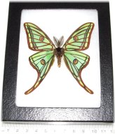 Emerald Spanish Moon Moth Display