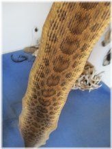 Prairie Rattlesnake Hide Wrap