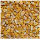 Golden Harvest Corn Seeds