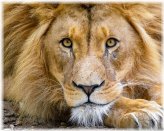 Wild Lion Nature Print