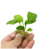 Emerald Leaf Anubias