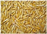 Heritage Harvest Oat Seeds