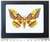 Arizona Imperial Moth Framed Specimen
