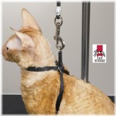 Feline Focus Restraint System