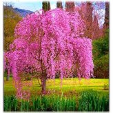 Sakura Cherry Blossom Seed Pack