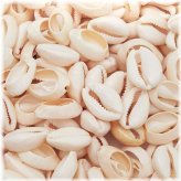 Seaside Treasures Collection: 150 Cowrie Shells for Crafting and Jewelry