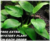 Anubias Barteri Round Leaf Aquarium Plants