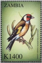 Zambian Avian Treasures