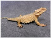 Bearded Dragon Wildlife Figurine by CollectA