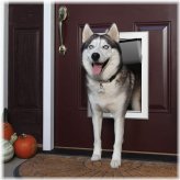 Magnetic Locking Dog Door with Large Flap for Wall Entry by Ownpets