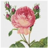 Blooming Botanicals Cross Stitch Pattern