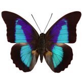 El Salvador Blue Black Butterfly Wings - Unmounted