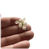 Frosty Anubias Petite