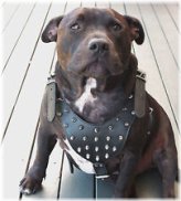 Studded Leather Dog Set for Large Breeds