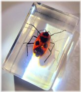 Firebug Encased in Lucite Resin Specimen Block