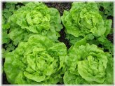 Butter Bibb Lettuce Seeds - Petite, Flavorful, and Heritage-Quality