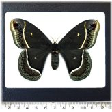 Arizona Black Saturn Moth Framed Specimen