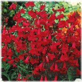 Red Hummingbird Beardtongue Seeds