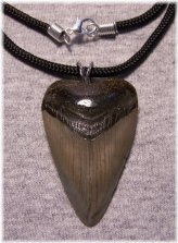 Ancient Megalodon Tooth Pendant