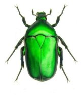Emerald Flame Scarab Beetle