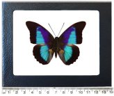 El Salvador Blue Black Butterfly Framed Specimen