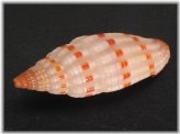 Philippine Gem Shell - Costellaria Sangiusuga
