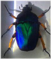 Enchanted Chafer Beetle Encased in Lucite