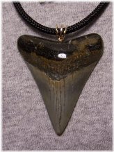 Megalodon Gem Tooth Pendant