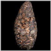 Agate-Replaced Eocene Pine Cone Fossil