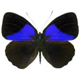 Peruvian Blue Black Butterfly Specimen