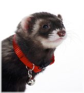 Ferret Bell Collar by Marshall Pet Products