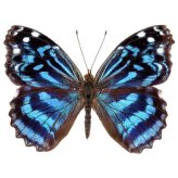 Costa Rican Blue Purple Winged Beauty