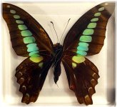 Bluebottle Beauty in Lucite