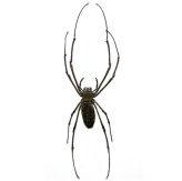 Spotted Orb Weaver Spider Collectible Pack