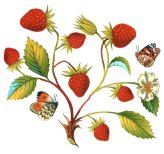 Strawberry Wings Overglaze Waterslide Ceramic Decals