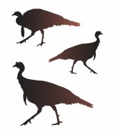 Tom's Spring Flock Stencil Set