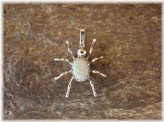 Opal Spider Charm Pendant - Garfield