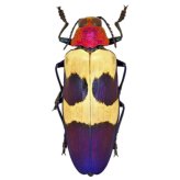 Jewel Beetle Collection: Chrysochroa buqueti