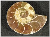 Madagascar Ammonite Time Capsule