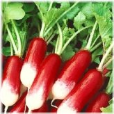 Crunchy Parisian Delight Radish Seeds