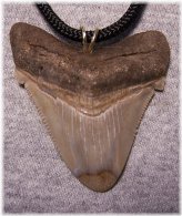 Megalodon Gem Tooth Pendant
