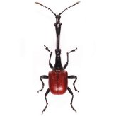 Madagascar Red Giraffe Weevil Collectible