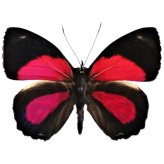 Scarlet Peruvian Beauty