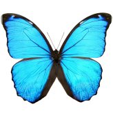 Blue Morpho Specimen Butterfly Wings