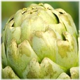 Artisan's Delight: Heirloom Green Globe Artichoke Seeds