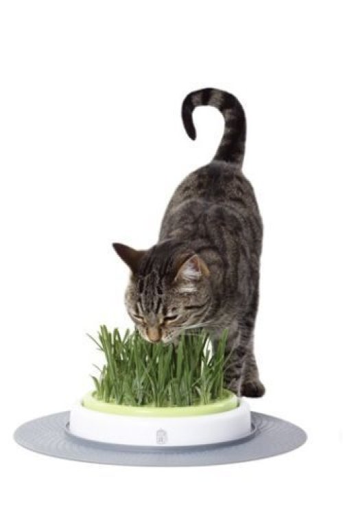 Grass Garden Kit with Catnip