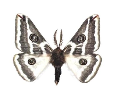 Arizona Dream Moth